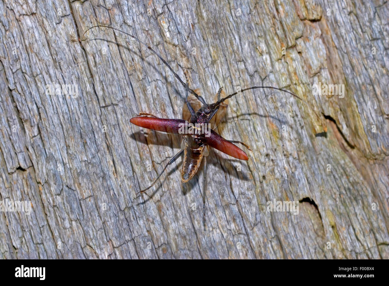großer Steinbock Käfer, Eiche Buchenspießbock (Buchenspießbock Cerdo) männlich auf Eichenrinde, Deutschland Stockfoto