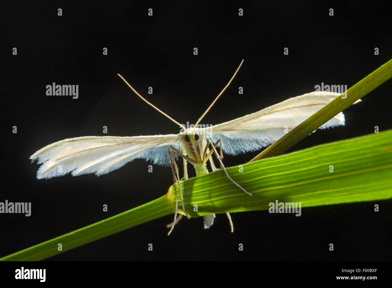 Großen White Plume Moth, White Plume Moth (Pterophorus Pentadactyla, Pterophorus Pentadactylus, Aciptilia Pentadactyla), an einem Grashalm, Deutschland Stockfoto