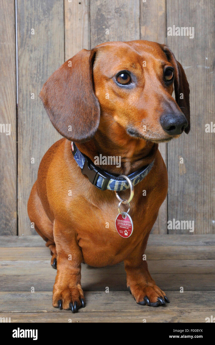 Kurzhaar-Dackel Kurzhaar-Dackel, Haushund (Canis Lupus F. Familiaris), männliche Hundesitting auf Holzbrettern Stockfoto