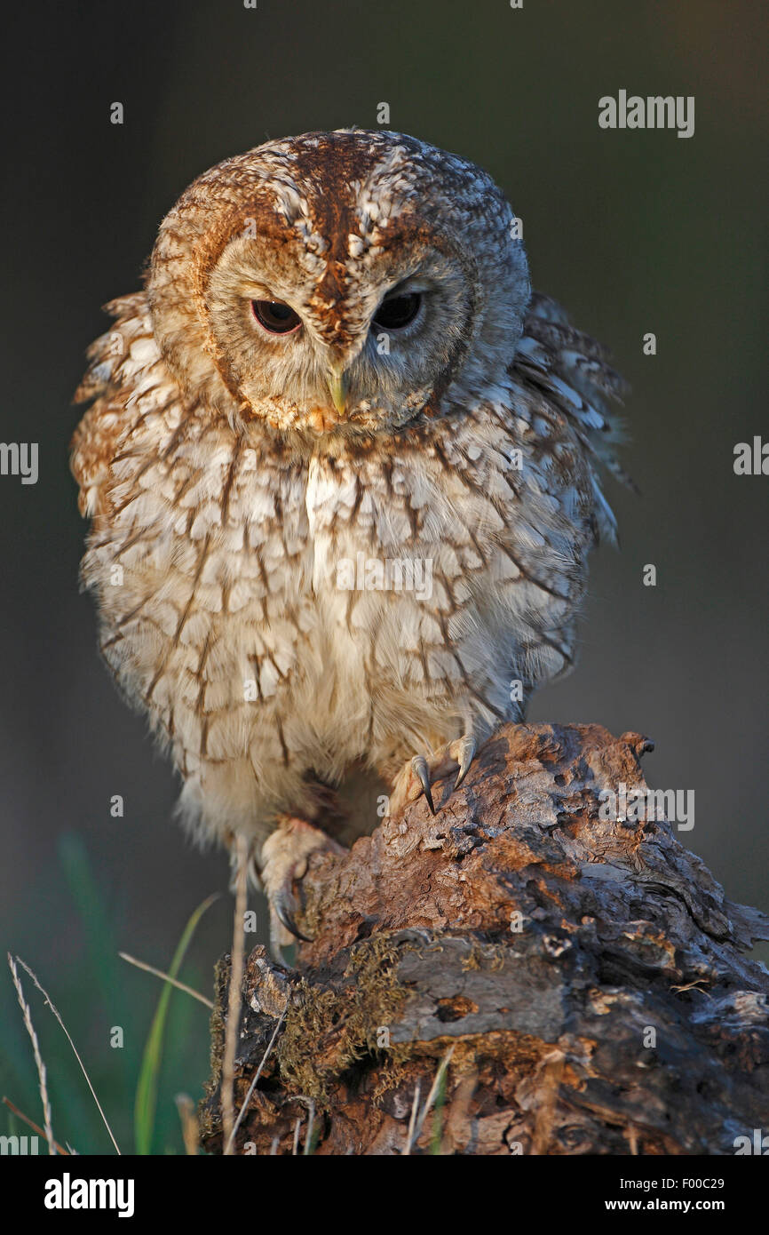 Eurasische Waldkauz (Strix Aluco), sitzt auf einem Baum Haken im Abendlicht, Belgien Stockfoto