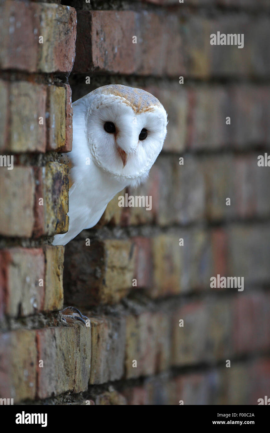 Schleiereule (Tyto Alba), Blick aus der Wand Spalt einer Scheune, Belgien Stockfoto