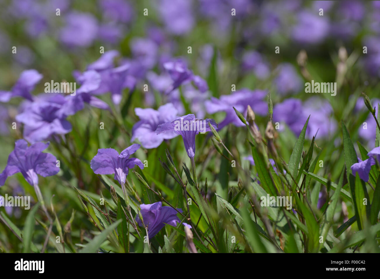 Close up Portrait of Beautiful Lavendel Farbe Blumen in einen üppigen Blumengarten Stockfoto