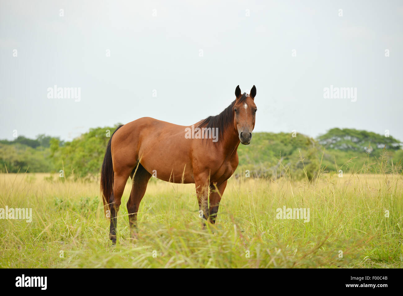 Quarter Horse Hengst stehen in einem Feld mit hohe Gräser Stockfoto