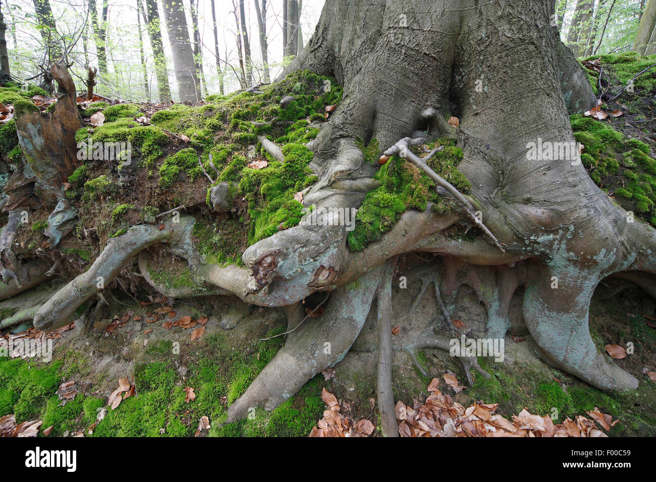 Wurzeln buche fagus sylvatica Fotos und Bildmaterial in hoher