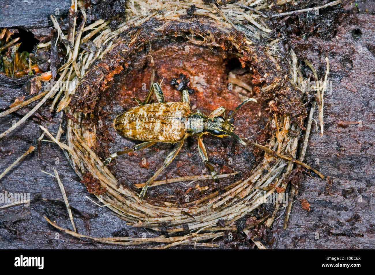 Gerippte Kiefer Borer, gerippte Kiefer-Borer (Rhagium Inquisitor), Winterschlaf in einer verschlossenen Zelle mit Puppe, Deutschland Stockfoto