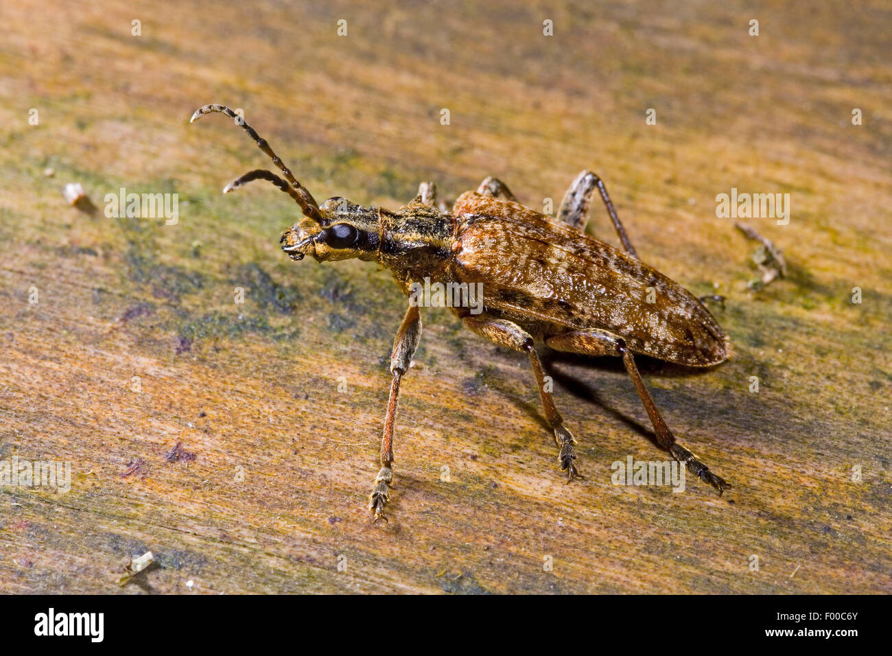 Gerippte Kiefer Borer, gerippt, Kiefer-Borer (Rhagium Inquisitor), auf Rinde, Deutschland Stockfoto