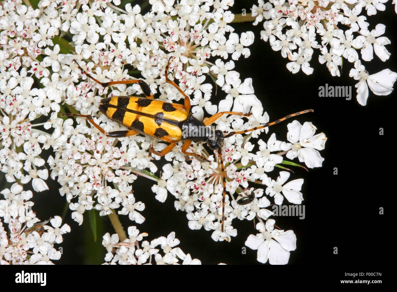 Spotted Longhorn, gelb-schwarz Longhorn Beetle (Strangalia Maculata, Stenurella Maculata, Leptura Maculata, Rutpela Maculata), auf einer Blume, Deutschland Stockfoto