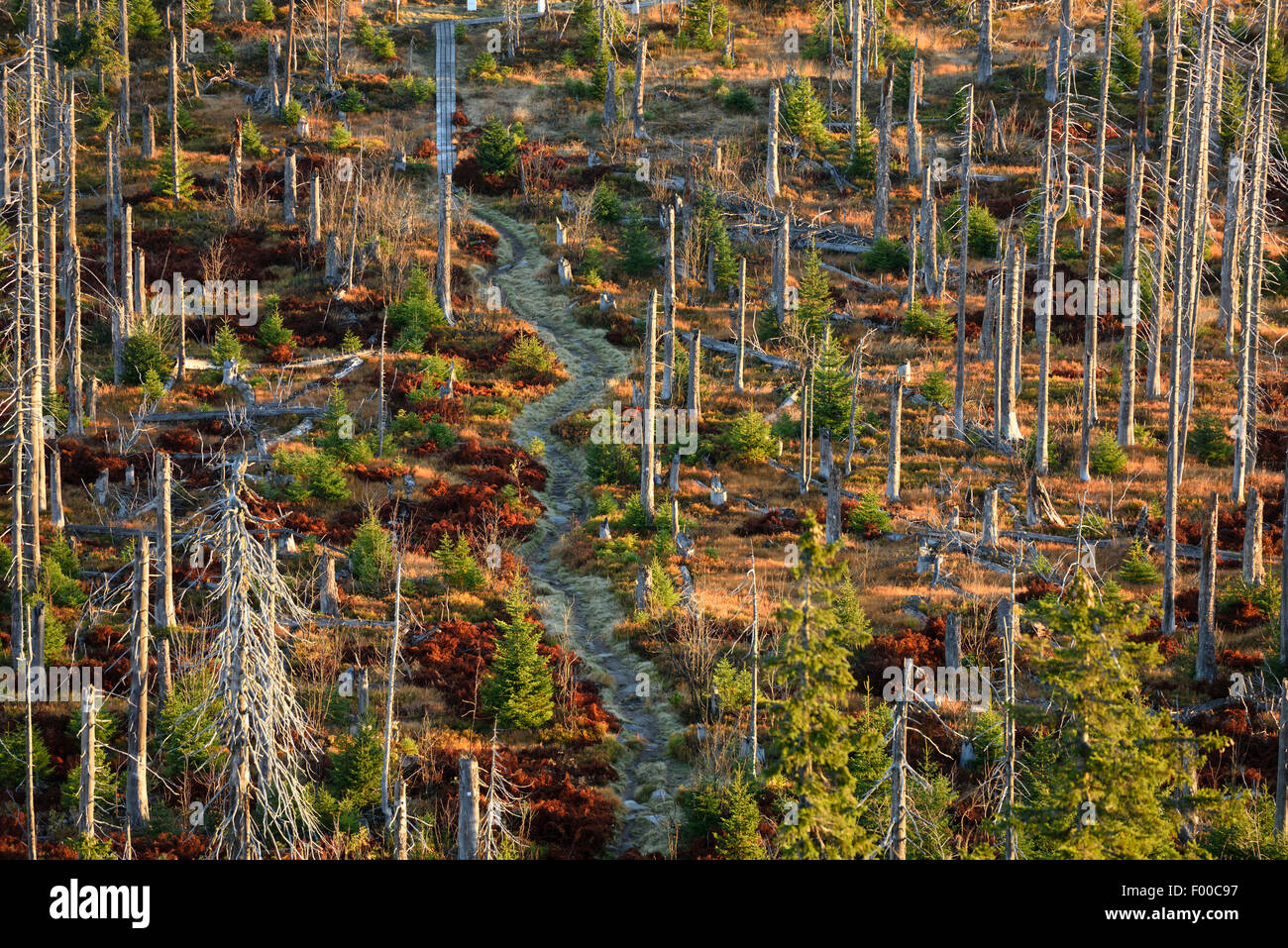 Gemeine Fichte (Picea Abies), Landschaft mit einem Toten Norwegen Fichten-Wald getötet durch Borkenkäfer (Scolytidae), Deutschland, Bayern, Nationalpark Bayerischer Wald Stockfoto