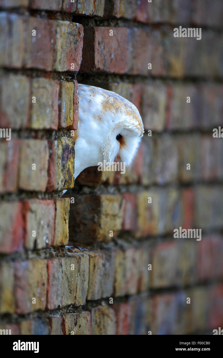 Schleiereule (Tyto Alba), Blick aus der Wand Spalt einer Scheune, Belgien Stockfoto