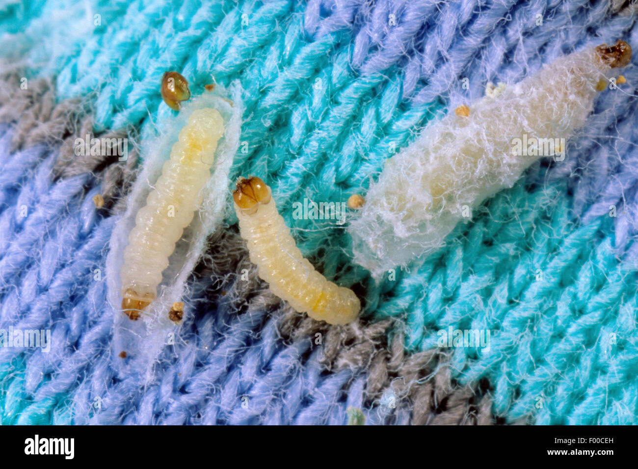 gemeinsame Kleidung Motte, Zerstörer-Kleider-Motte (Tineola Bisselliella), Larven, teilweise in einem Kokon, Deutschland Stockfoto