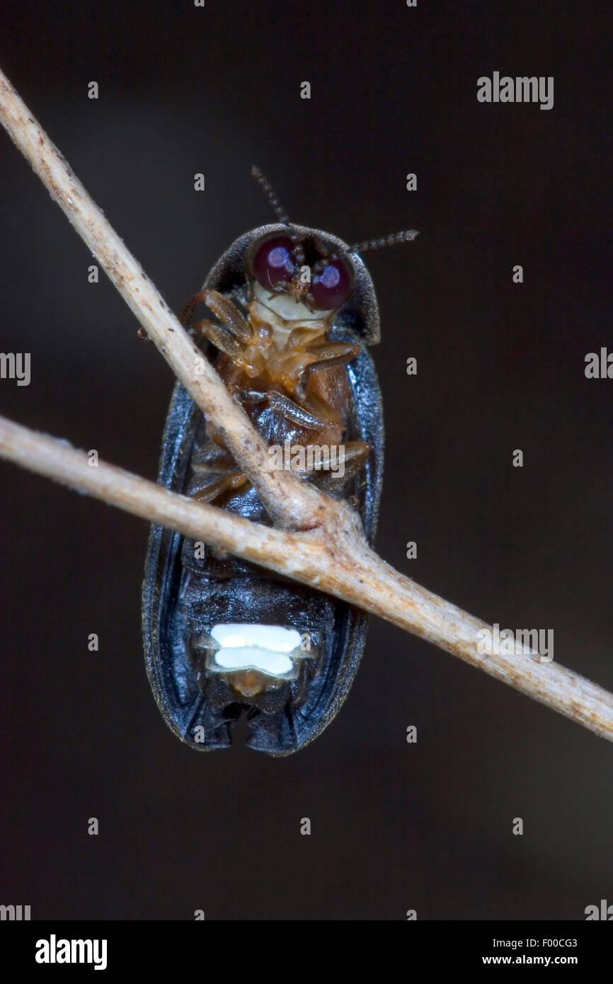 kleine Blitze Käfer (Lamprohiza Splendidula, Phausis Splendidula), Männchen mit Licht-emittierende Organe auf Bauch, Deutschland Stockfoto