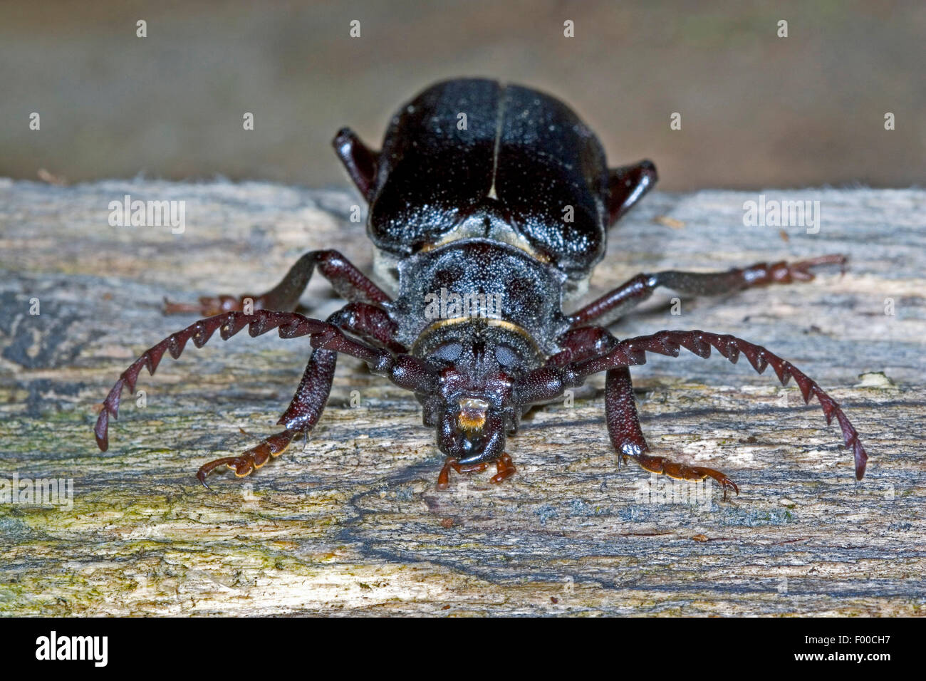 Prionus Longhorn Beetle, größere britische Longhorn, der Gerber, Sawyer (Prionus Coriarius), Männlich, Deutschland Stockfoto