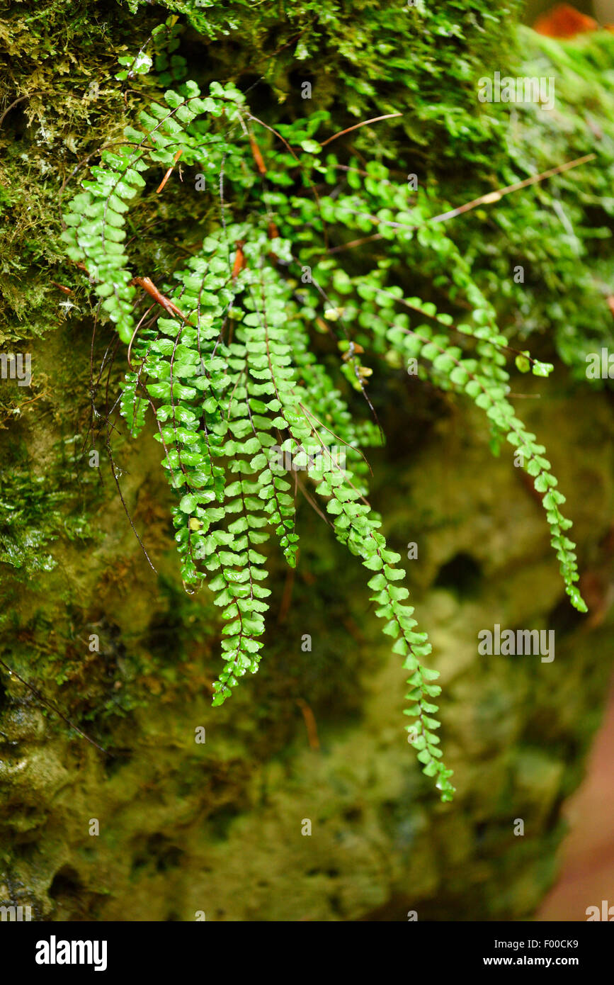 Tausend Spleenwort, gemeinsame tausend (Asplenium Trichomanes), Deutschland, Bayern Stockfoto