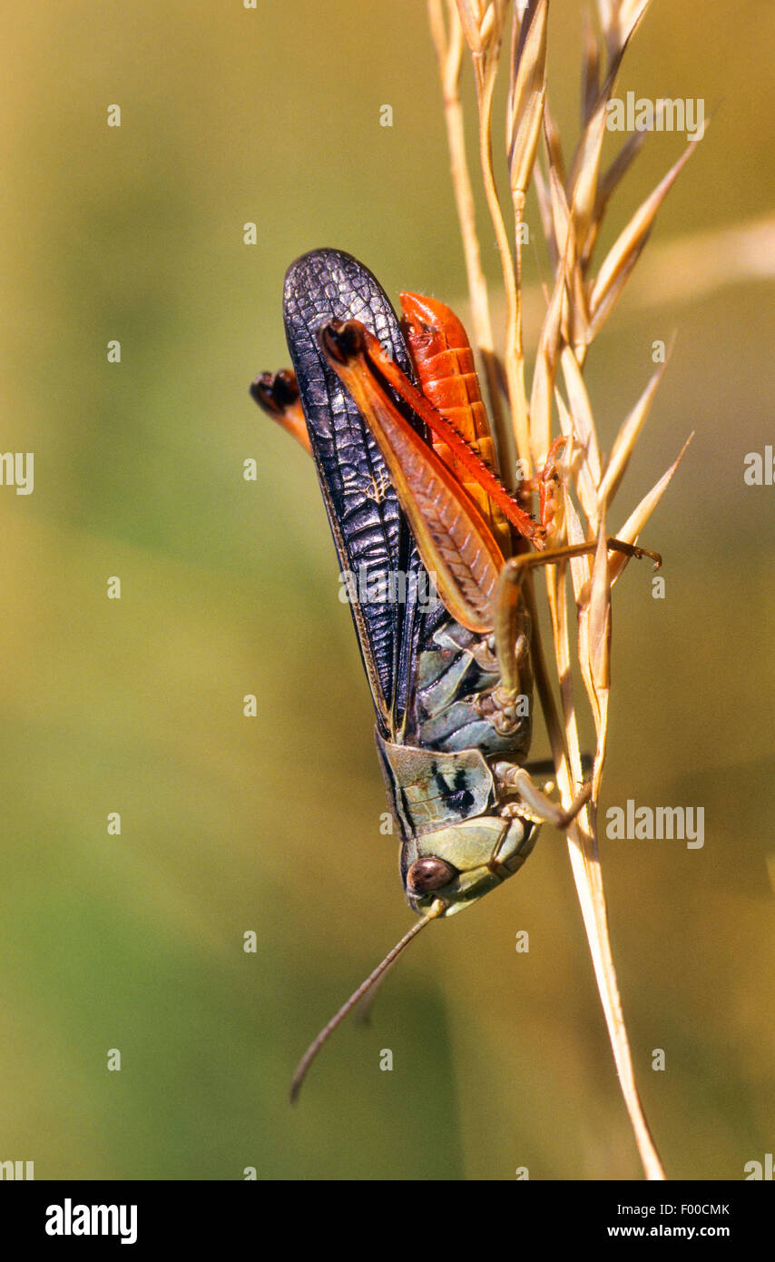 Flügel-Summen Grasshopper (Stenobothrus Rubicundulus) männlich, Deutschland Stockfoto