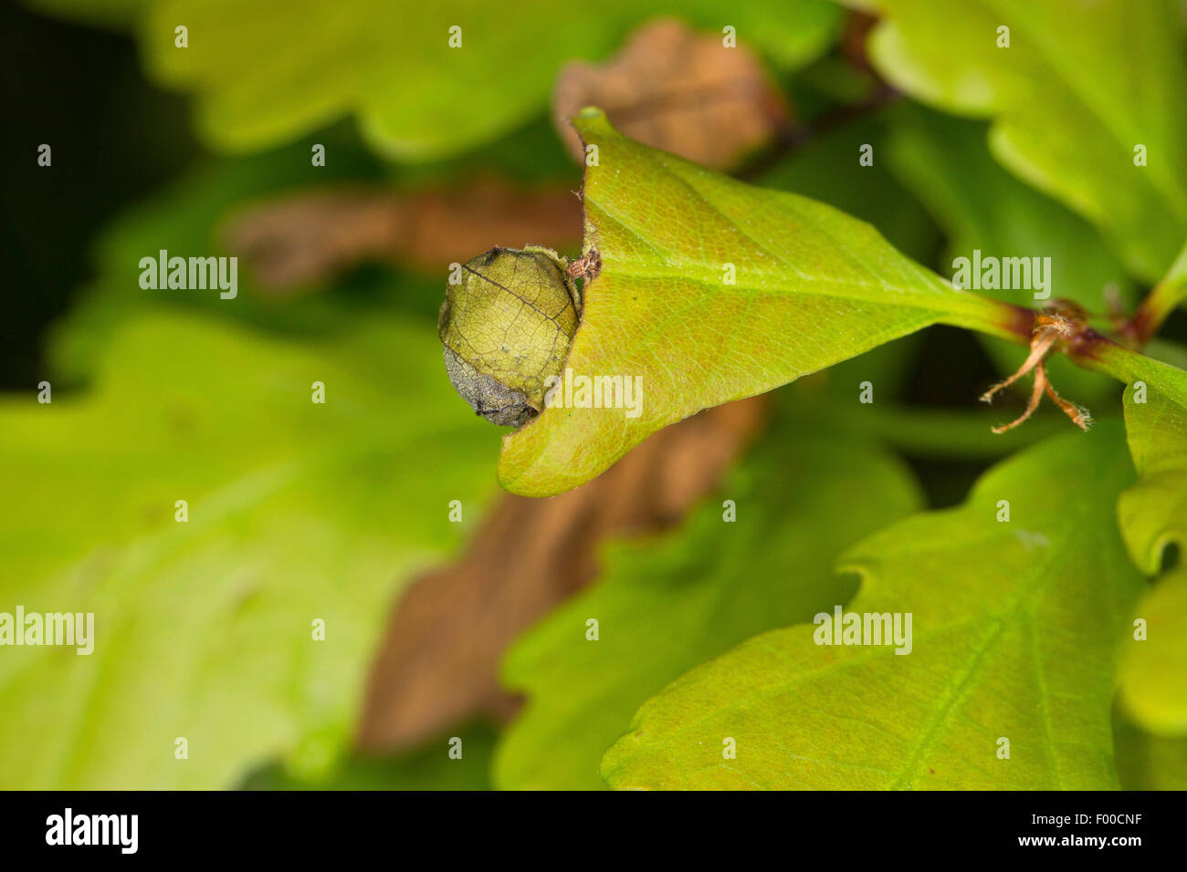Oak Leaf Roller, Roteiche Walze (Attelabus Nitens, Attelabus Curculionoides), aufgerollten Eichenblatt, Deutschland Stockfoto