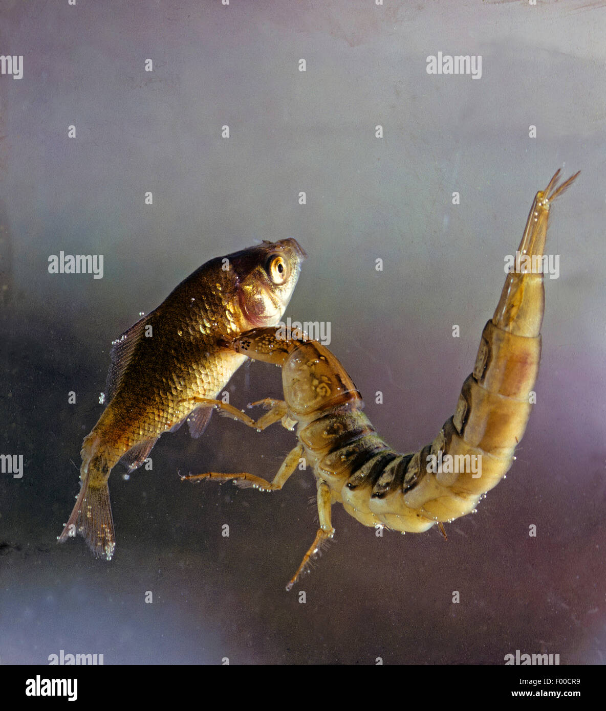 Großen Tauchen Käfer (Gelbrandkäfer Marginalis), Larve, die Jagd ein Fisch, Deutschland Stockfoto