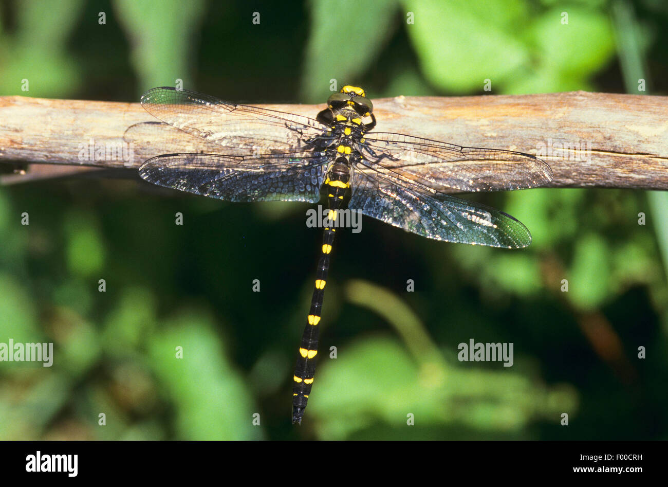 Düstere Goldenring, zwei gezahnten Goldenring (Cordulegaster Bidentatus, Cordulegaster Bidentata), Männlich, Deutschland Stockfoto