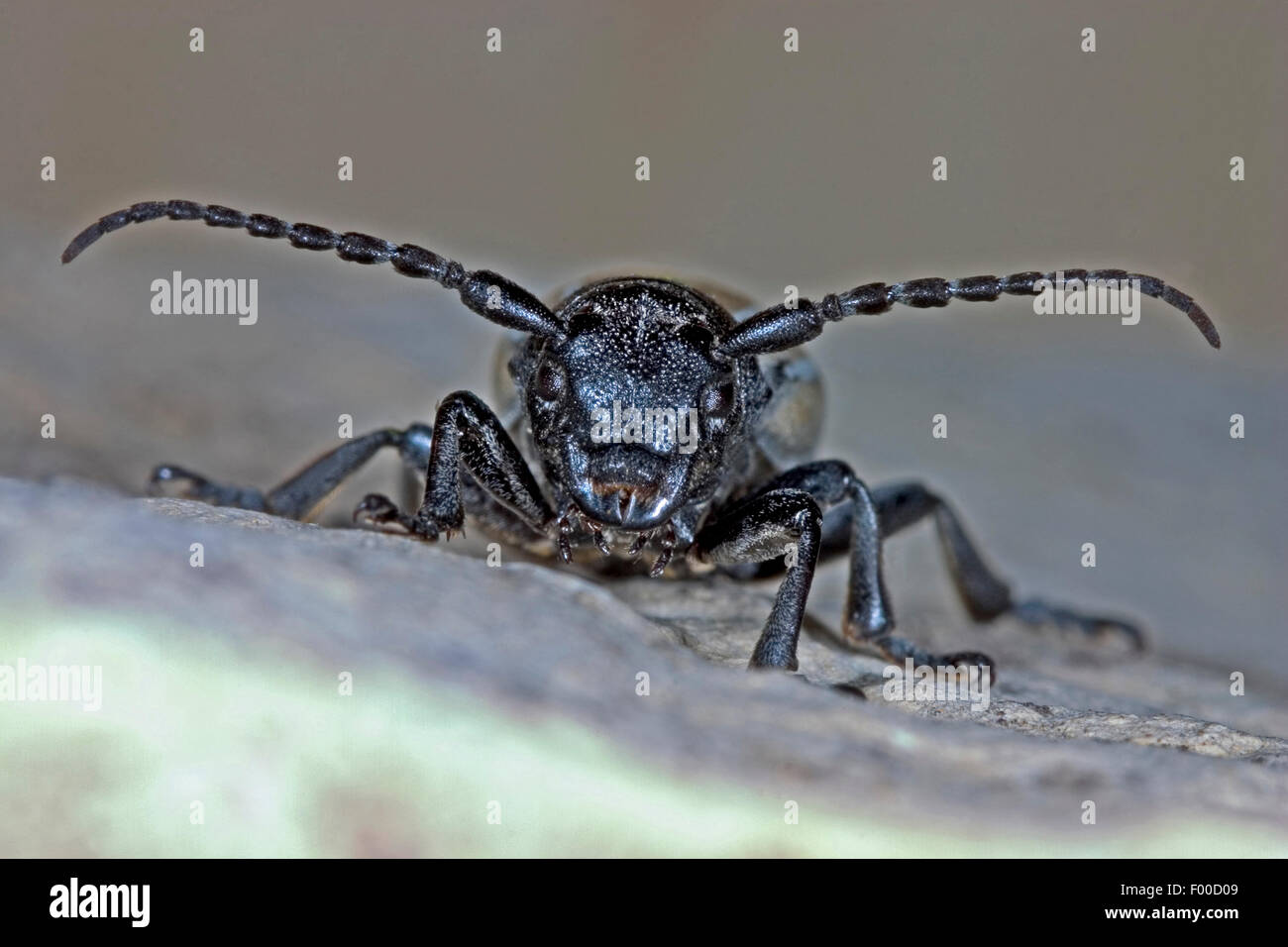 Grass-Fütterung Käfer, flugunfähigen Longhorn Beetle (Dorcadion Fuliginator, Iberodorcadion Fuliginator), Porträt, Deutschland Stockfoto
