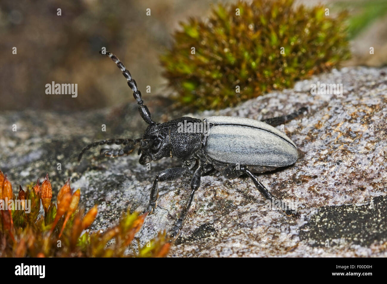 Grass-Fütterung Käfer, flugunfähigen Longhorn Beetle (Dorcadion Fuliginator, Iberodorcadion Fuliginator), auf einem Stein, Deutschland Stockfoto