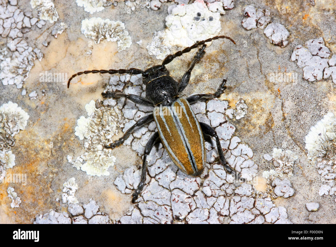 Grass-Fütterung Käfer, flugunfähigen Longhorn Beetle (Dorcadion Fuliginator, Iberodorcadion Fuliginator), auf einem Stein, Deutschland Stockfoto