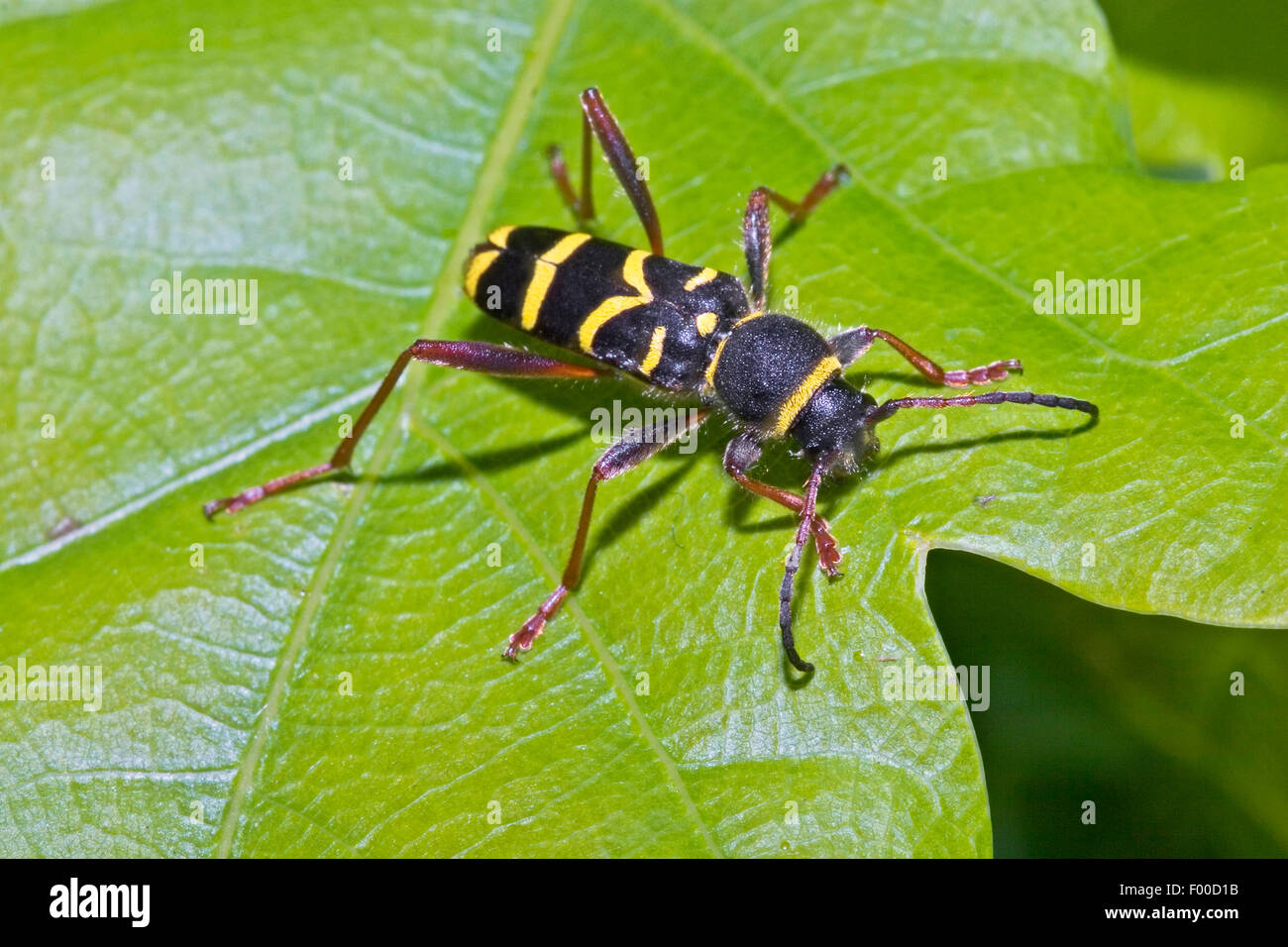 Wespe Käfer (Clytus Arietis), Wespe-ähnliche Färbung für Mimikry, Deutschland Stockfoto