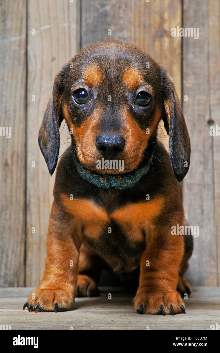 Kurzhaar-Dackel Kurzhaar-Dackel, Haushund (Canis Lupus F. Familiaris), süße Dackel Welpen sitzen auf Holzbrettern Stockfoto