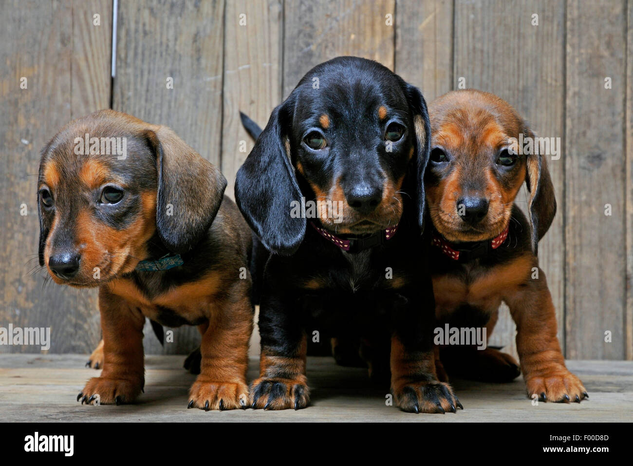 Kurzhaar-Dackel, Kurzhaar-Dackel, Haushund (Canis Lupus F. Familiaris), drei süße Dackel Welpen stehen und sitzen nebeneinander auf Holzbrettern Stockfoto
