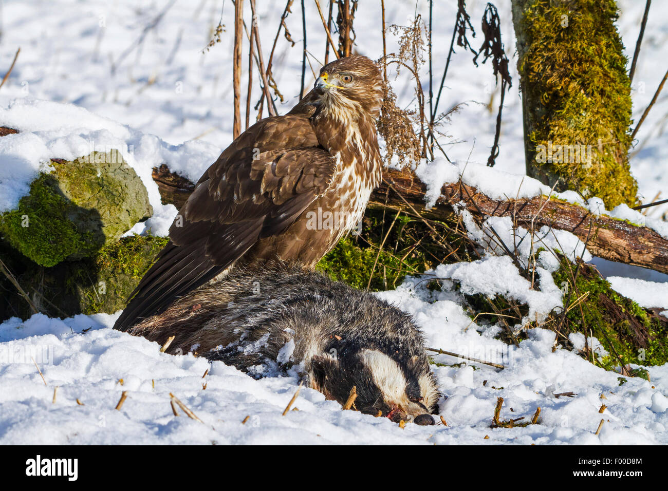 Eurasischer Bussard (Buteo Buteo), sitzt auf einem Kadaver eines Dachs, Schweiz, Sankt Gallen Stockfoto