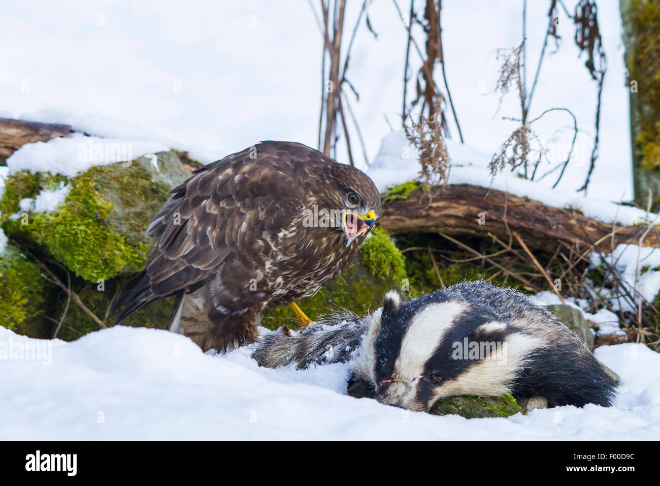 Eurasischer Bussard (Buteo Buteo), ernährt sich von Toten Dachs, Schweiz, Sankt Gallen Stockfoto