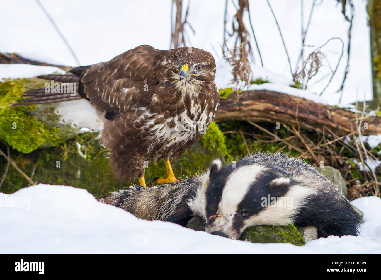 Eurasischer Bussard (Buteo Buteo), setzt sich auf einen Toten Dachs, Fütterung, Schweiz, Sankt Gallen Stockfoto