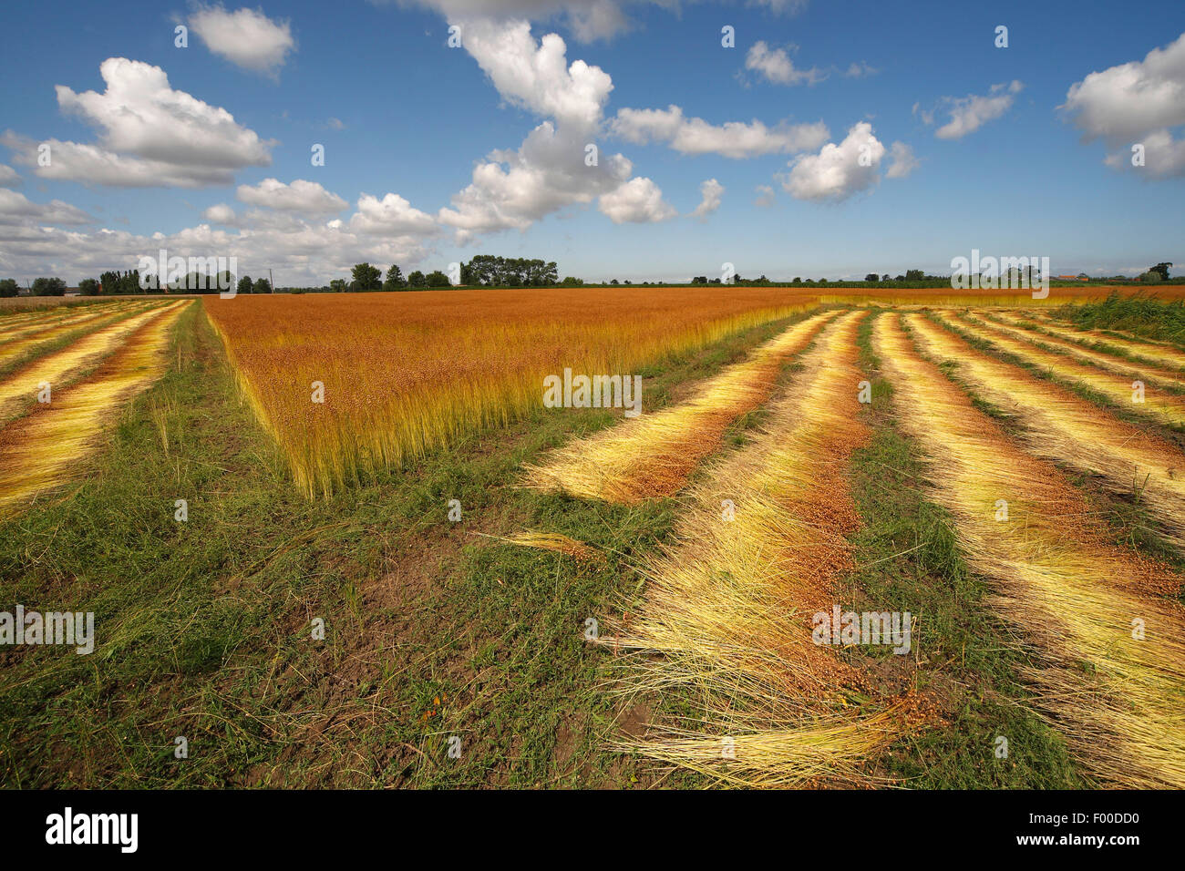 gemeinsame Flachs (Linum Usitatissimum), Flachs Kultur, Belgien Stockfoto