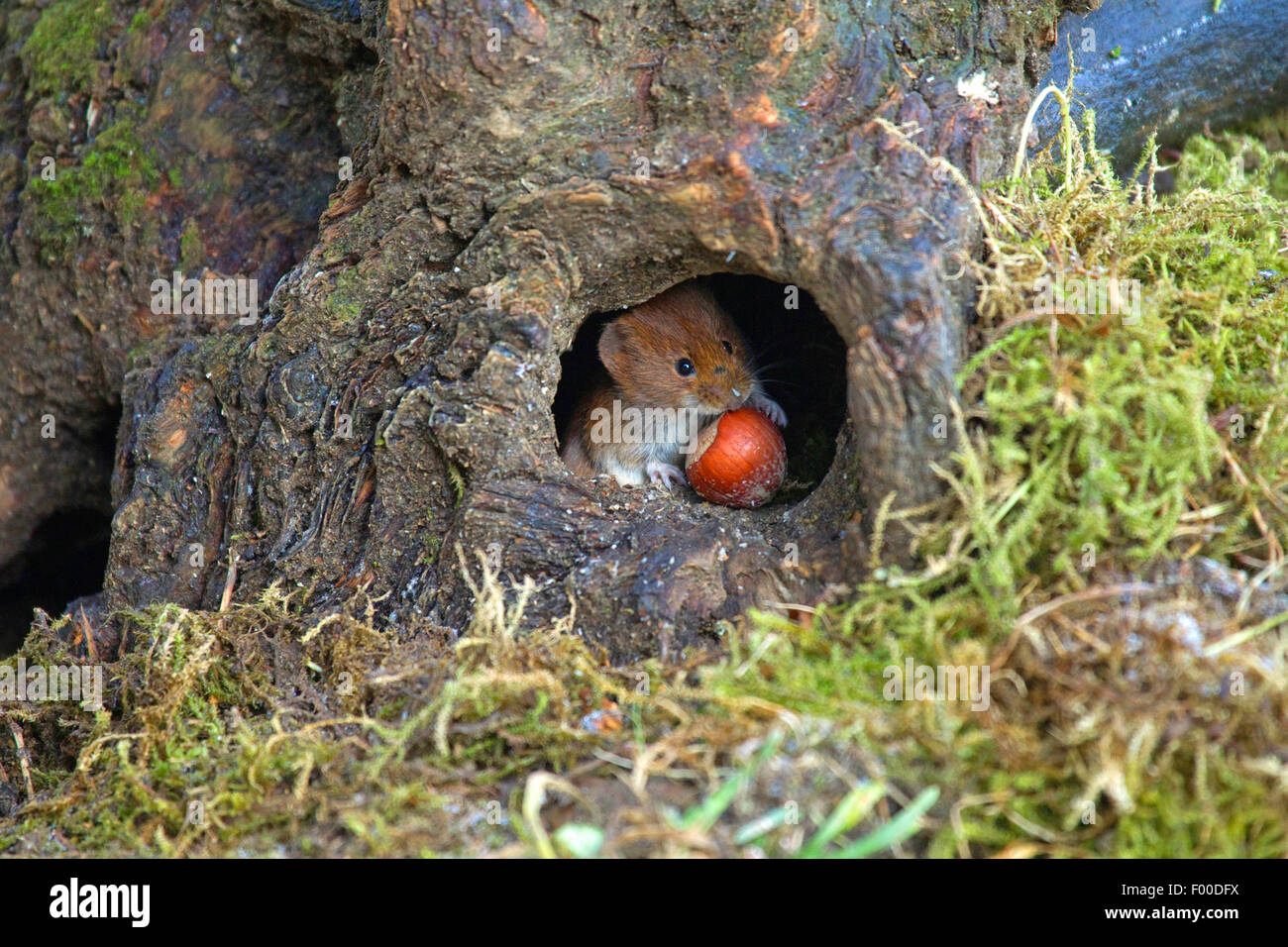 Rötelmaus (Clethrionomys Glareolus, Myodes Glareolus), Maus sitzen mit
