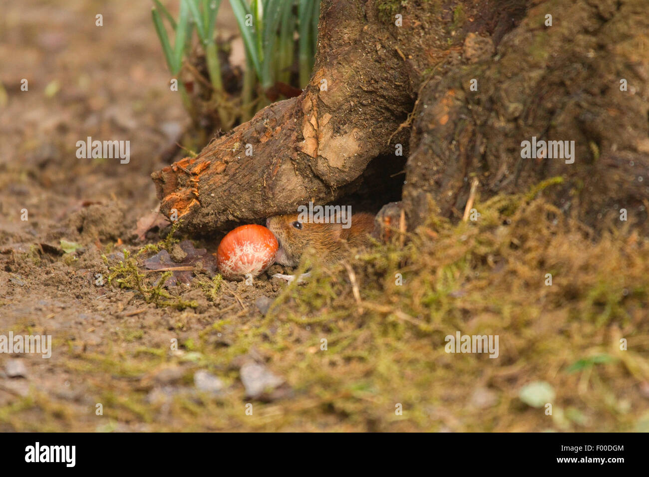 Rötelmaus (Clethrionomys Glareolus, Myodes Glareolus), Maus versucht zu holen in einer Haselnuss in ein Mauseloch, Astloch im Erdgeschoss, Deutschland, Nordrhein-Westfalen Stockfoto