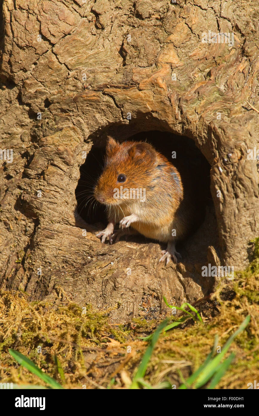 Rötelmaus (Clethrionomys Glareolus, Myodes Glareolus), Maus kommt ein