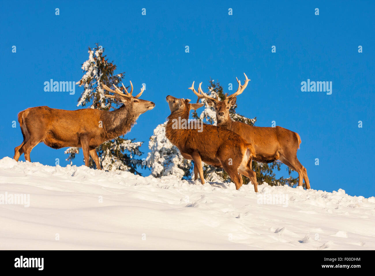 Rothirsch (Cervus Elaphus), drei Hirsche in verschneiter Landschaft, Schweiz, Sankt Gallen Stockfoto