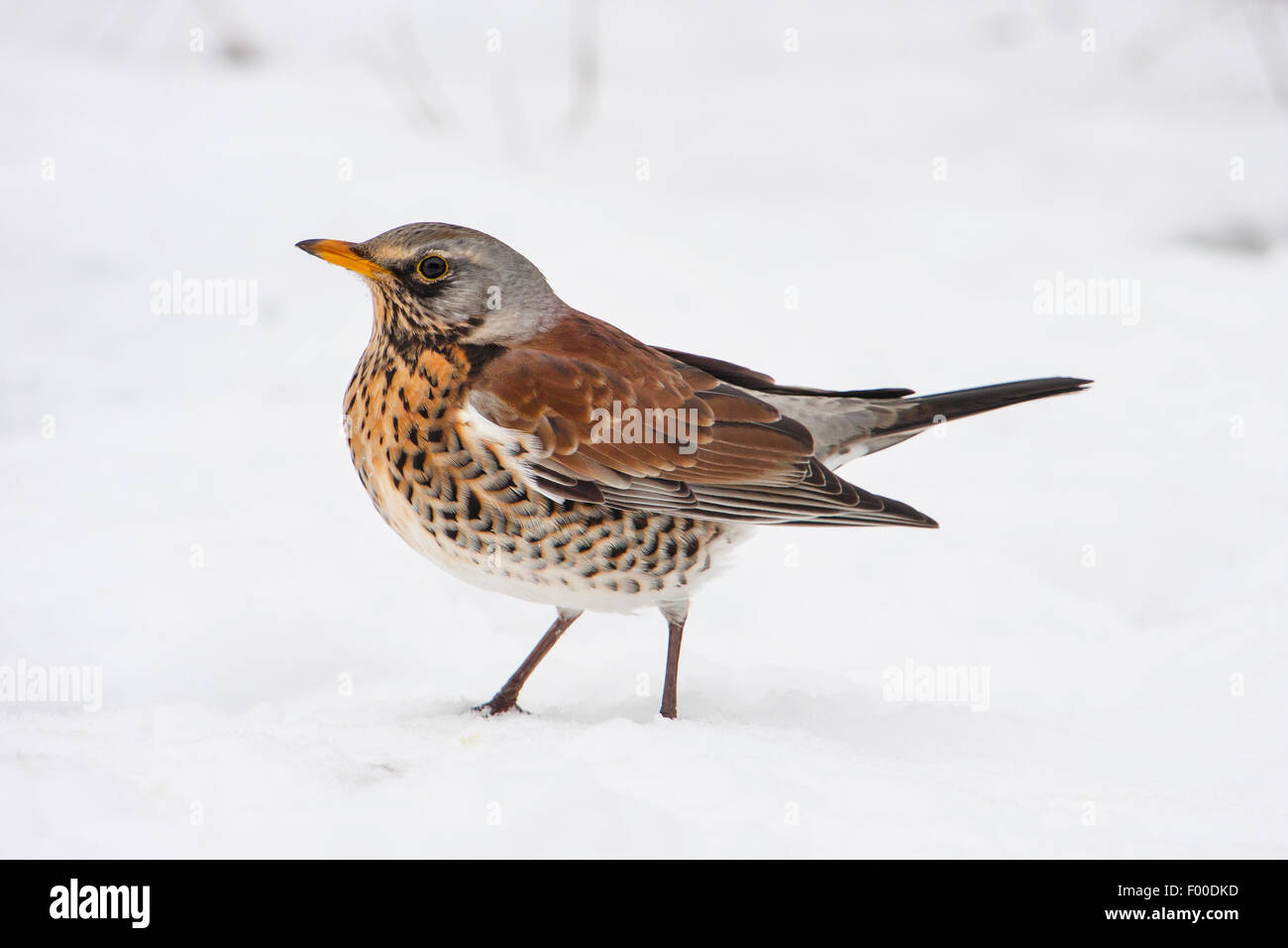 Wacholderdrossel (Turdus Pilaris) auf das Futter im Schnee, Schweiz, Sankt Gallen Stockfoto