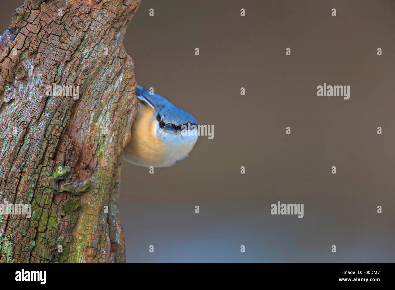 Eurasische Kleiber (Sitta Europaea), an einem faulen Baumstamm, Deutschland Stockfoto