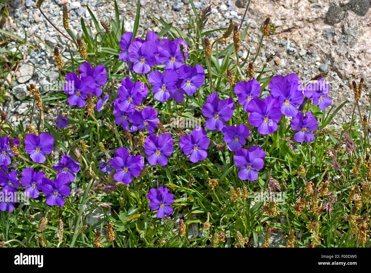 Schweizer Veilchen (Viola Calcarata), blühen, Deutschland Stockfoto