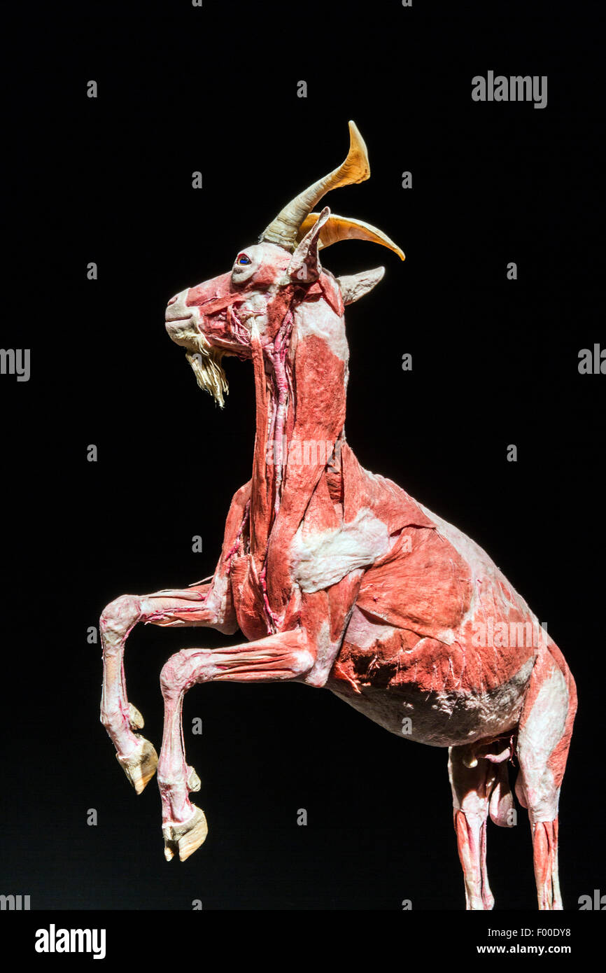 Kanada, Ontario, Ottawa, Canadian Museum of Nature, Tier innen nach außen zeigen, Ziege. Plastination eines Tieres offenbart Muskelgewebe. Stockfoto