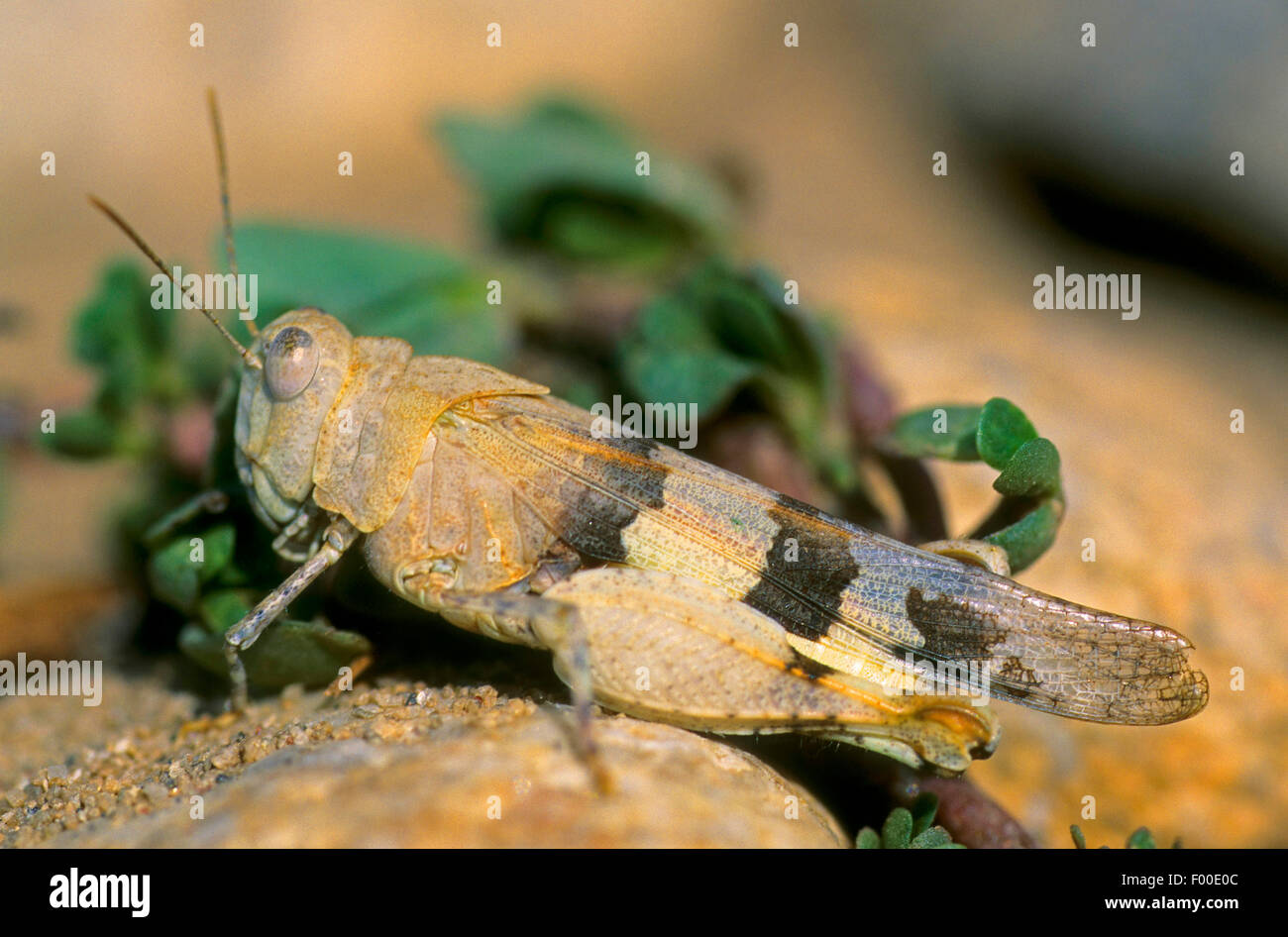 Heuschrecke (Oedipoda Miniata Miniata), Weiblich, Griechenland Stockfoto