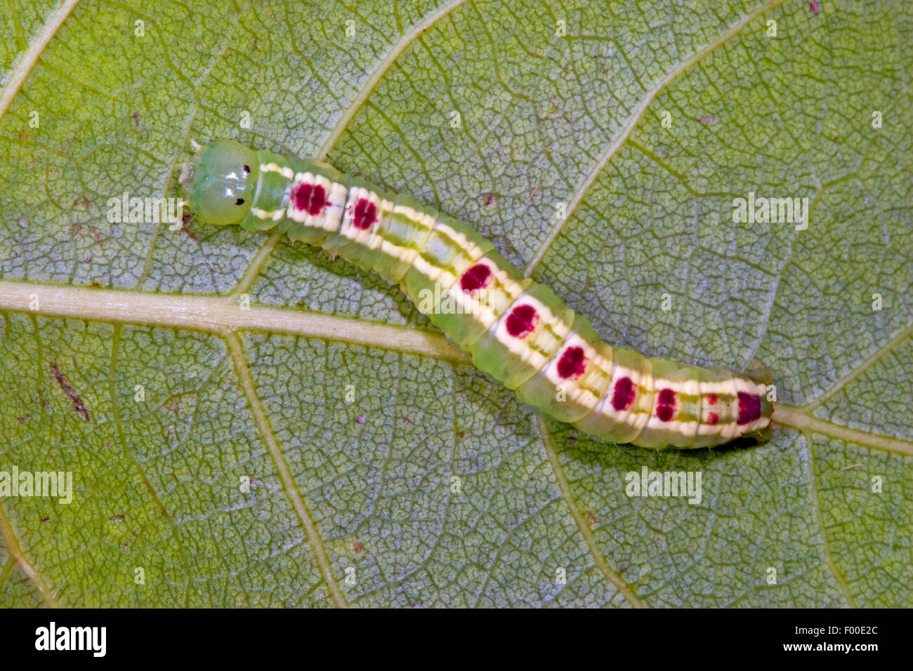 Altrosa marmoriert Braun (Gluphisia Crenata), Raupe auf einem Blatt, Deutschland Stockfoto