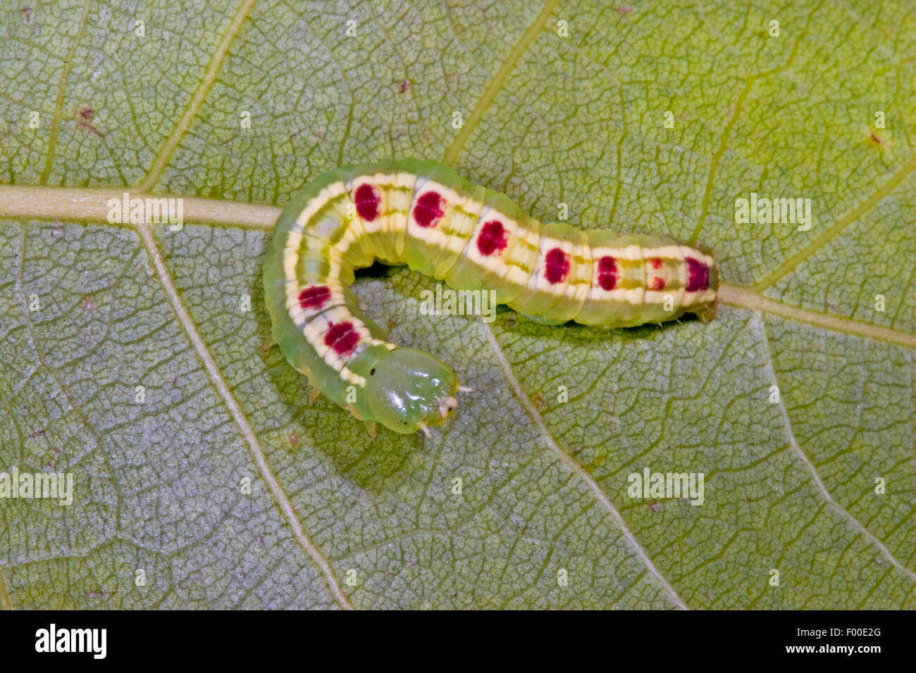 Altrosa marmoriert Braun (Gluphisia Crenata), Raupe auf einem Blatt, Deutschland Stockfoto