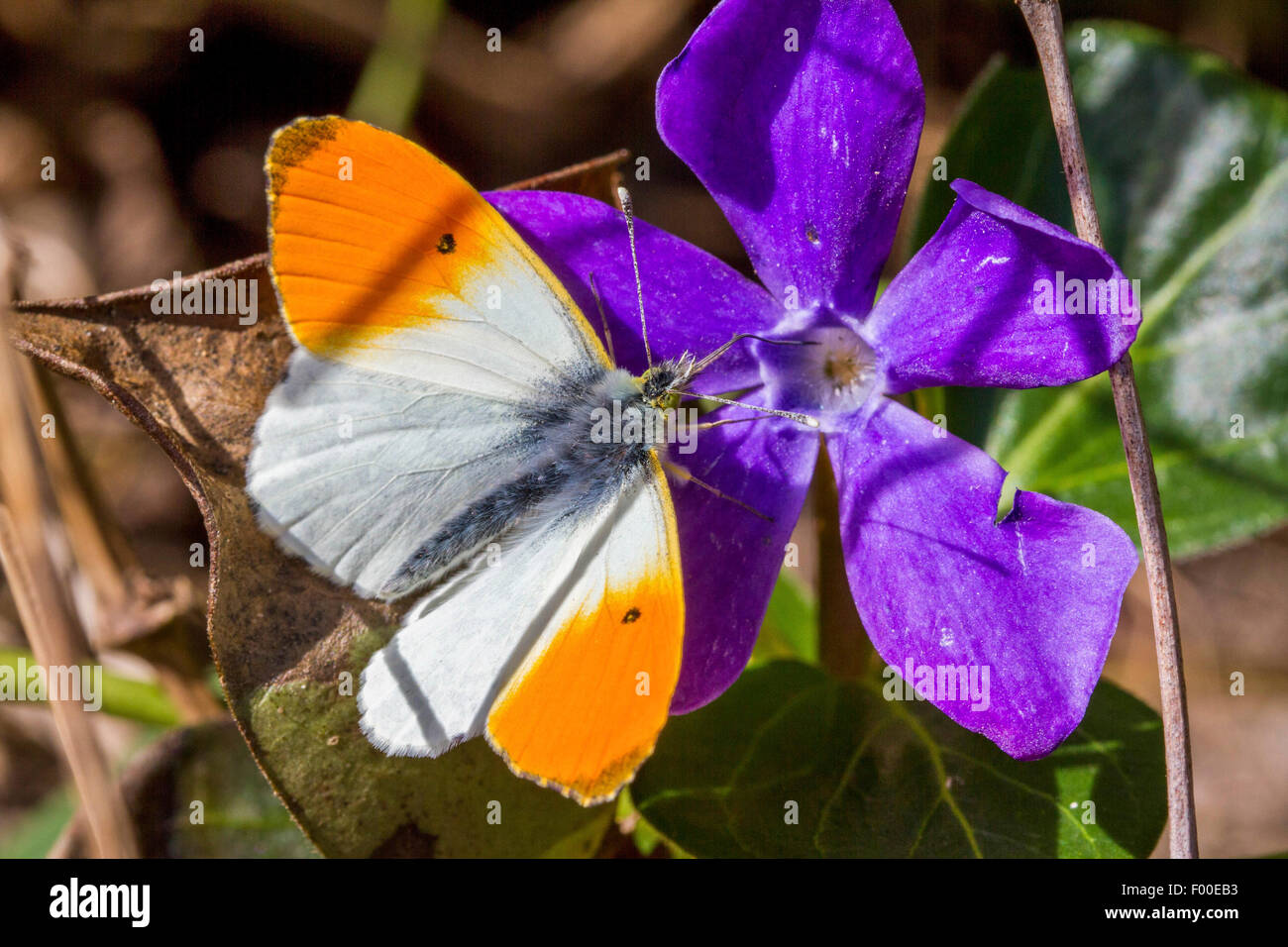 Orange-Tip (Anthocharis Cardamines), männliche auf unten Immergrün, Deutschland, Mecklenburg-Vorpommern Stockfoto