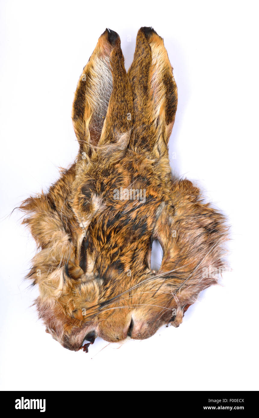 Feldhase, Feldhasen (Lepus Europaeus), Hasen-Maske Stockfoto