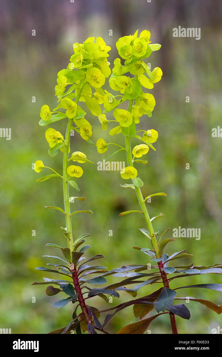 Holz-Wolfsmilch (Euphorbia Amygdaloides), blühen, Deutschland Stockfoto