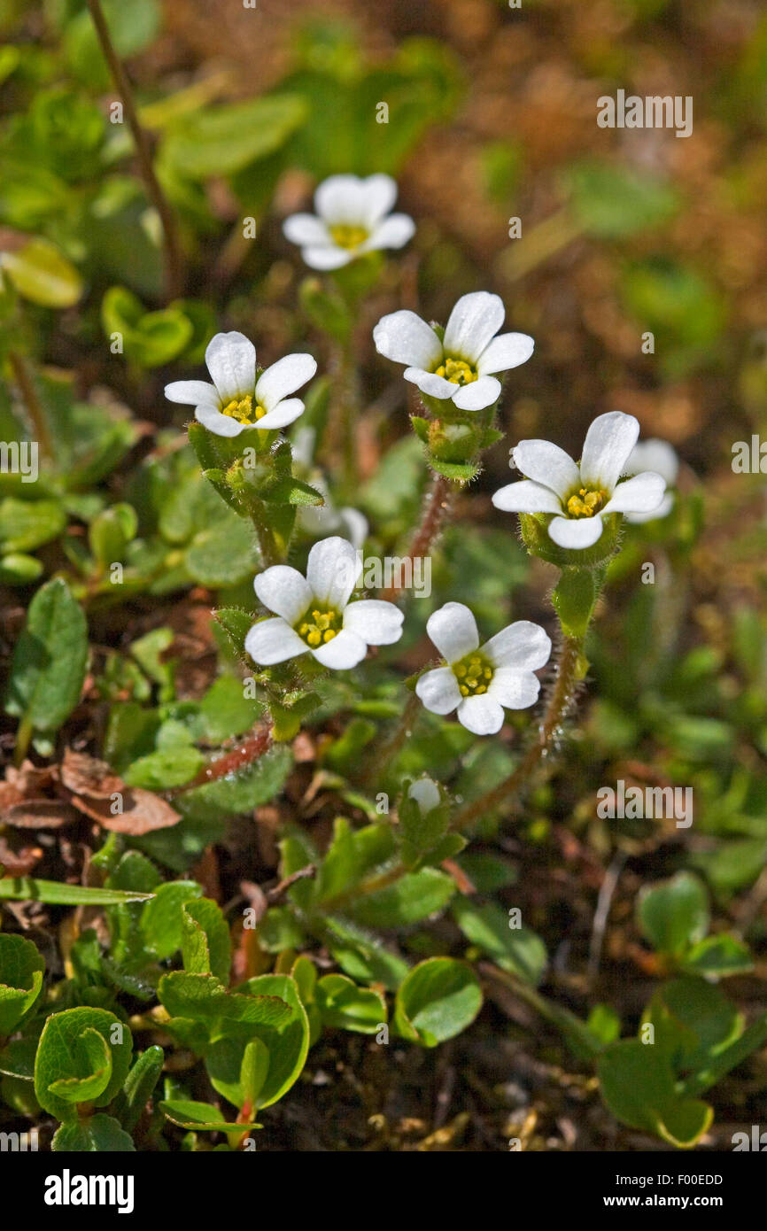 Geröll Steinbrech (Saxifraga Androsacea), blühen, Deutschland Stockfoto