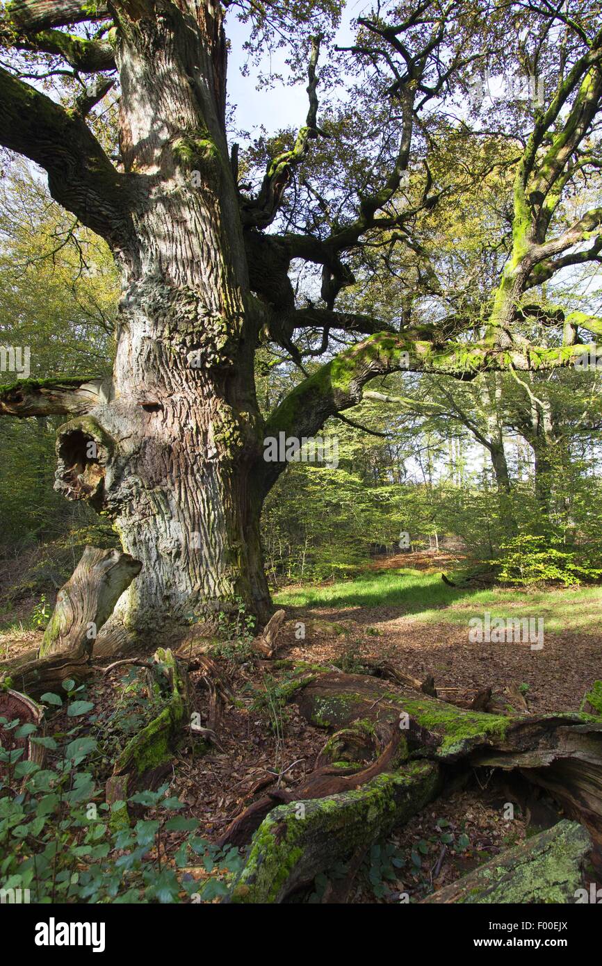 Stieleiche pedunculate Eiche, Stieleiche (Quercus Robur), alte Eiche in den alten Wald der Sababurg, Reinhardswald, Deutschland, Hessen, Saba Stockfoto