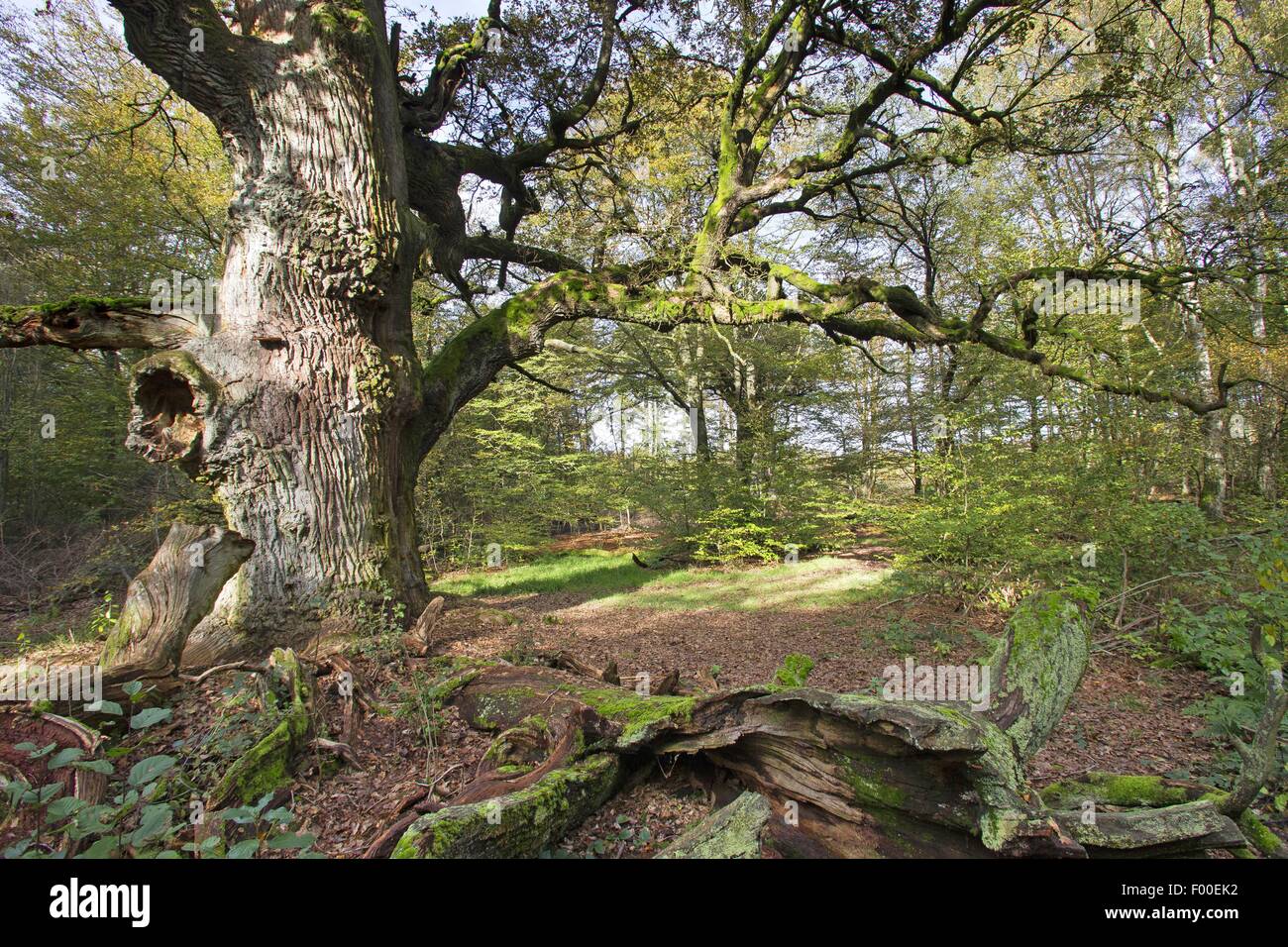 Stieleiche pedunculate Eiche, Stieleiche (Quercus Robur), alte Eiche in den alten Wald der Sababurg, Reinhardswald, Deutschland, Hessen Stockfoto