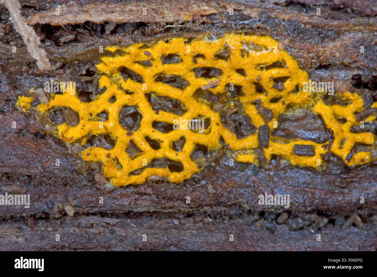 Brezel Slime Mold, Brezel Schleim (Hemitrichia Serpula, Mucor Serpula, Arcyria Serpula), Deutschland Stockfoto