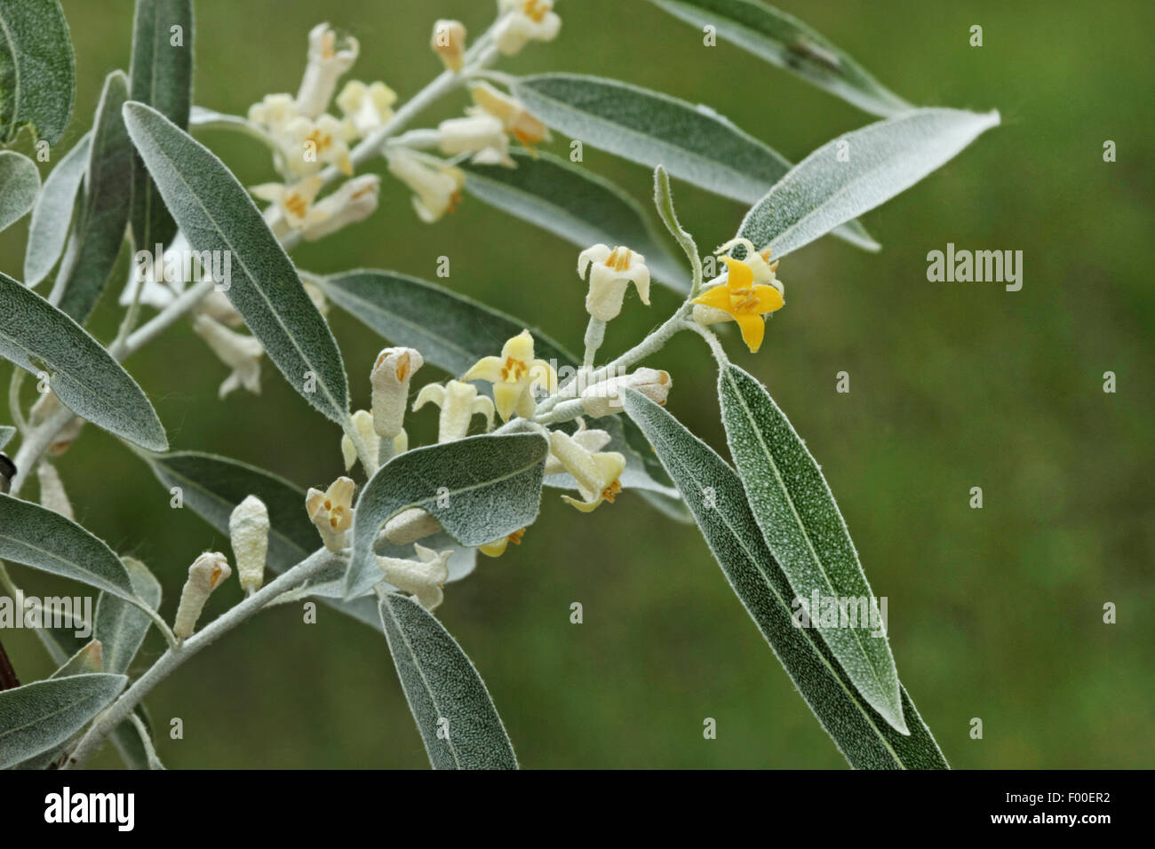 Trebizond Datum, Ölweiden, russische Olive (Elaeagnus Angustifolia, Elaeagnus Angustifolius), blühender Zweig, Deutschland Stockfoto